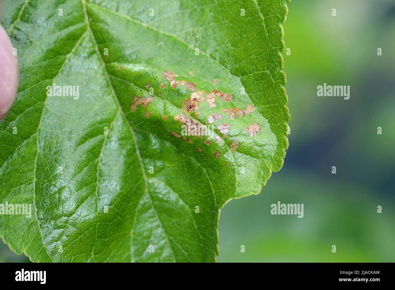 Swammerdamia pyrella ist eine Motte der Familie Yponomeutidae. Es ist in Europa, Nordamerika und Japan zu finden. Die Larven ernähren sich von Obstbäumen. Stockfoto