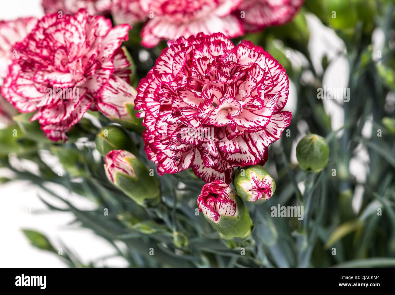 Rosa und weiße Blüten des Dianthus caryophyllus Stockfoto