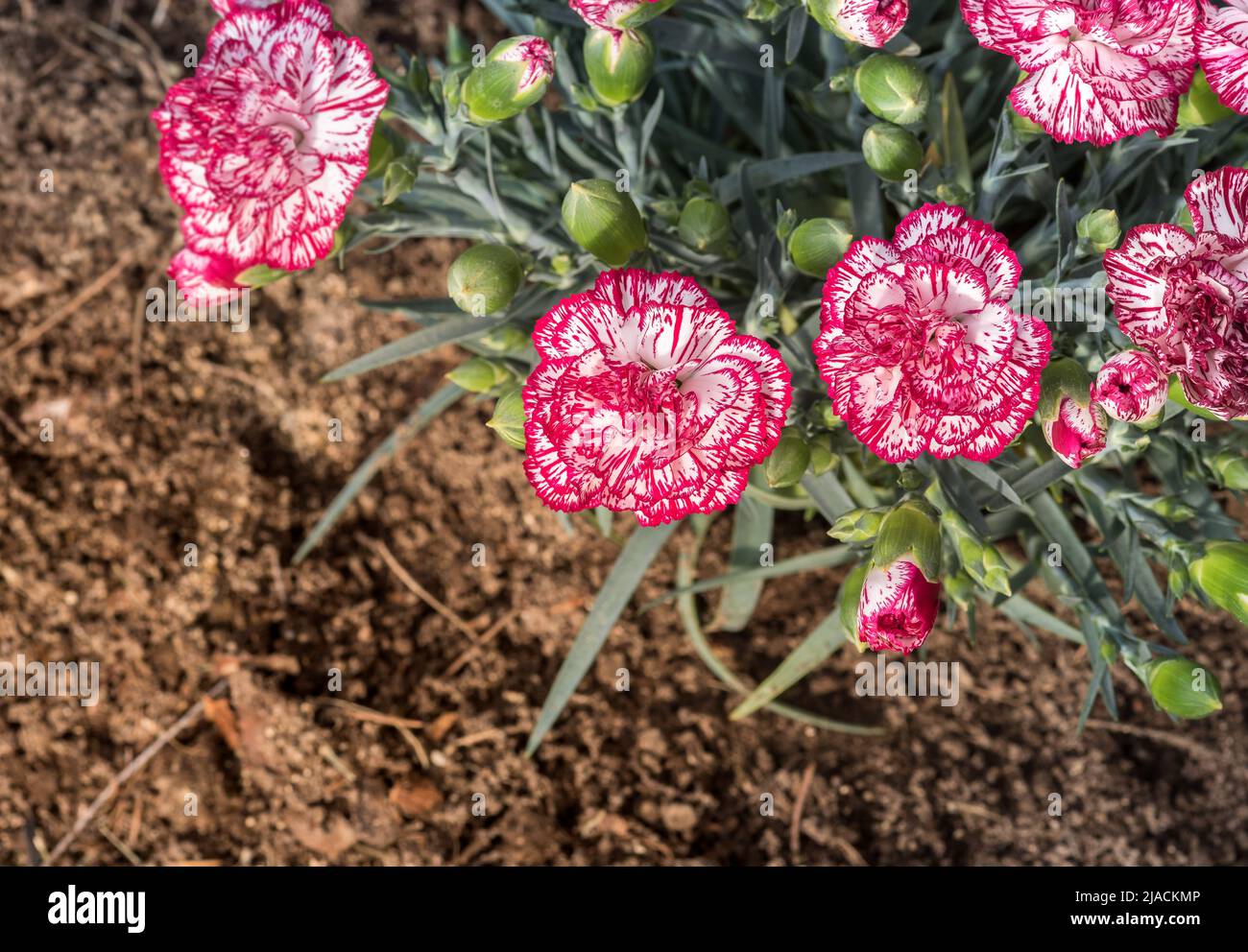 Rosa und weiße Dianthus caryophyllus Blumen Bouquet. Stockfoto