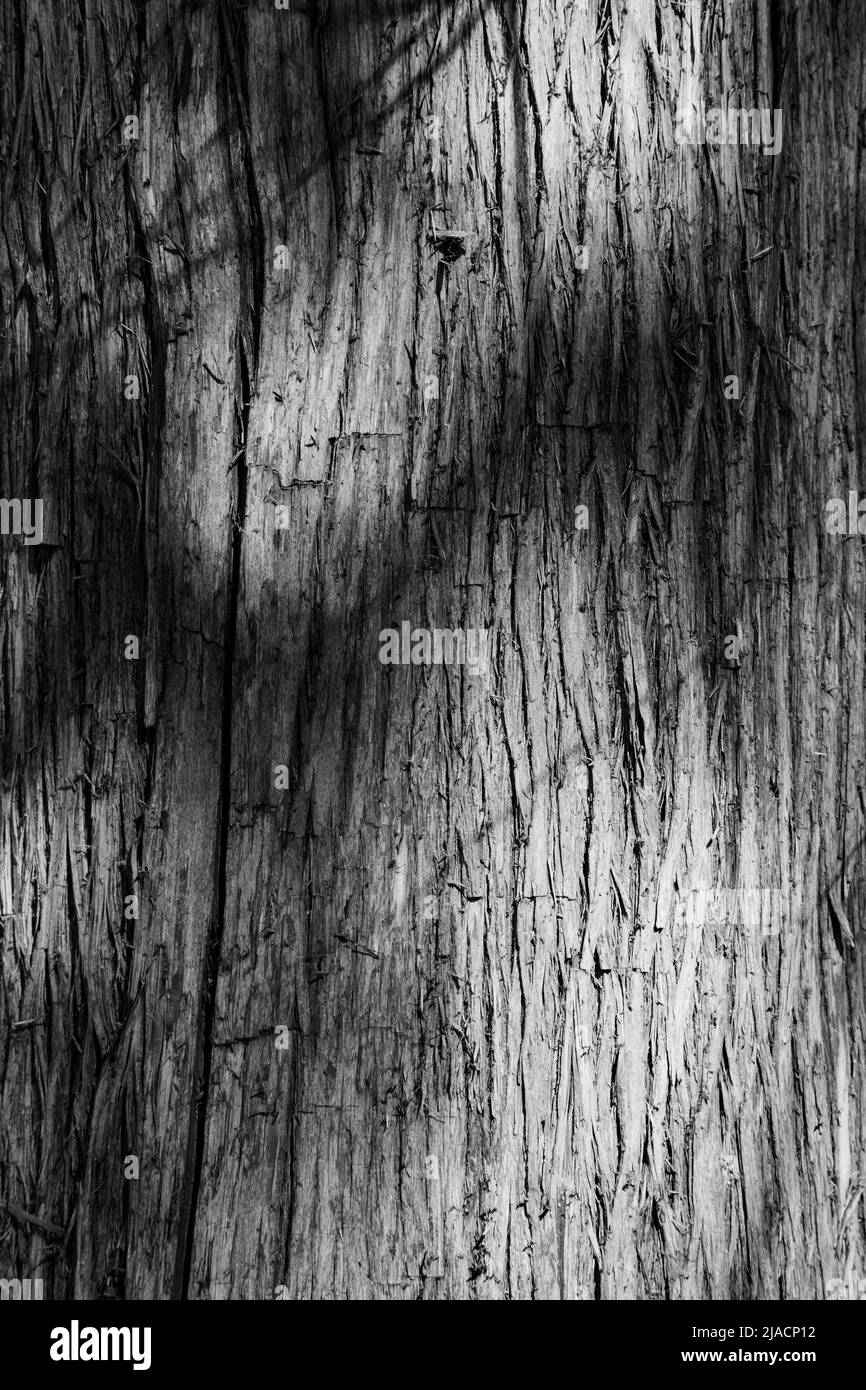 Eine Nahaufnahme von Schatten auf Baumstamm in Schwarz-Weiß, kann als Hintergrund, Tapete, Textur, Muster oder abstraktes - Stock-Foto verwendet werden Stockfoto