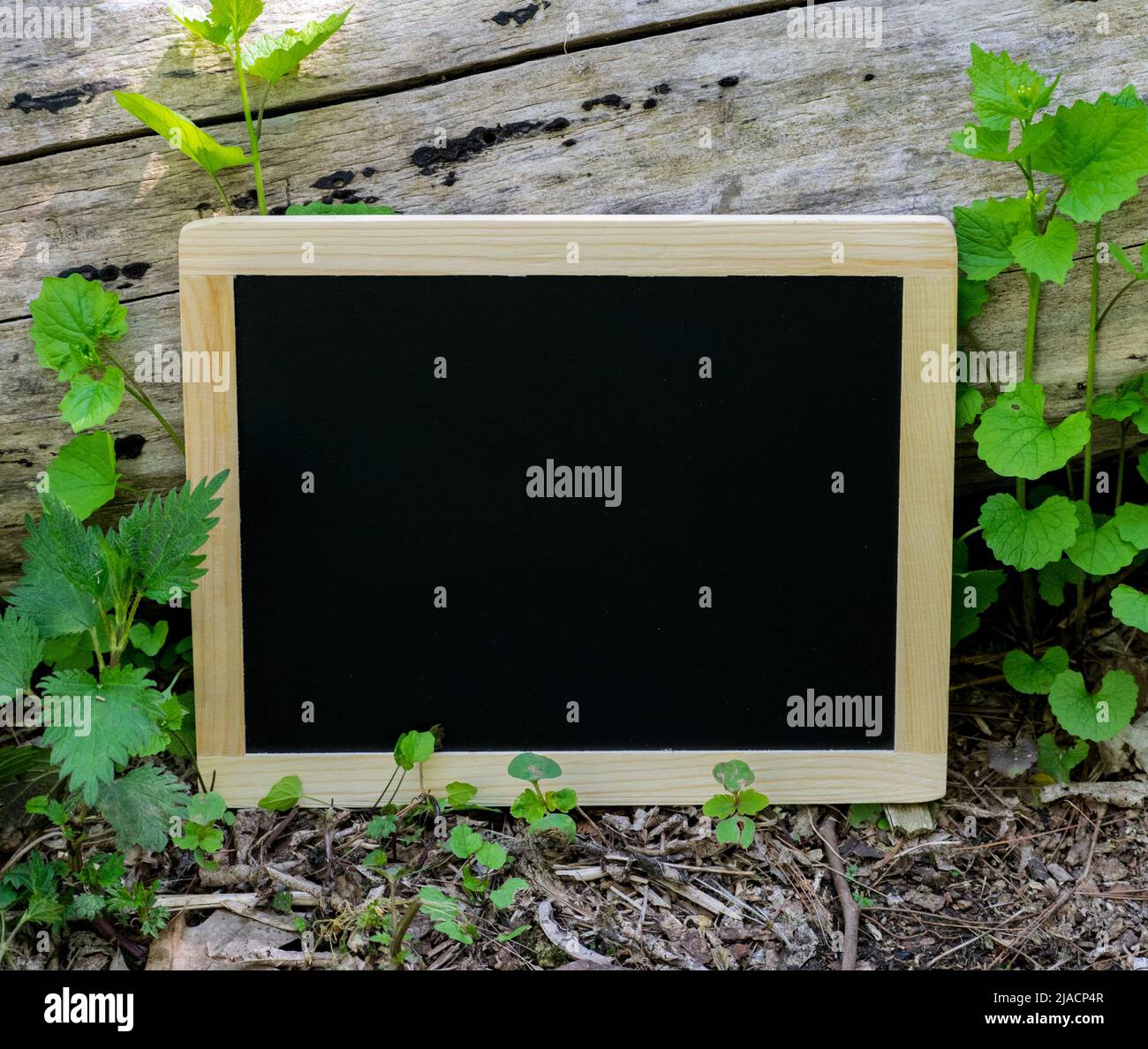 Eine leere Tafel (Tafel) mit Holzrahmen und einem Baumstamm, auf der Sie Ihre Nachricht schreiben können - Stock-Fotografie Stockfoto