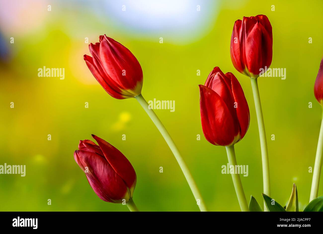 Rote Tulpen auf einem weichen, unscharfen Hintergrund im Nahbereich Stockfoto