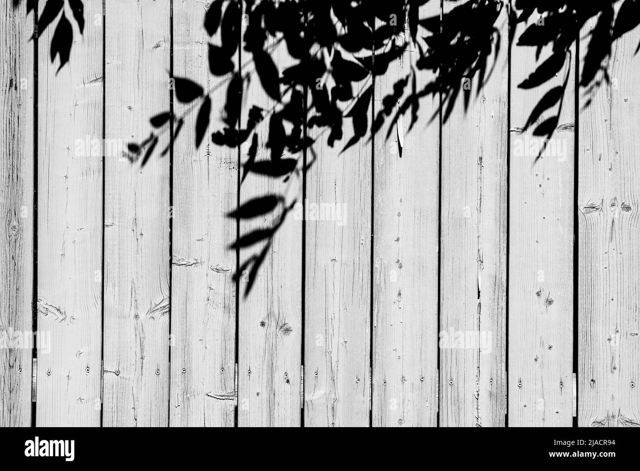 Eine schwarz-weiße Aufnahme der Schatten der Blätter eines Baumes auf einem hölzernen Zaun in einem heißen Sommernachmittag, die an die Nostalgie der Kindheit und des guten alten Tages erinnert Stockfoto