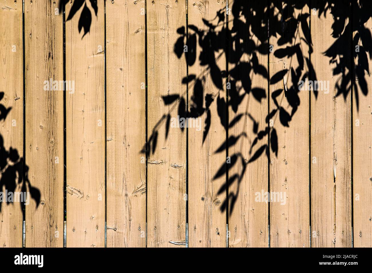 Schatten der Blätter eines Baumes auf einem hölzernen Zaun in einem heißen Sommernachmittag, Erinnerung an Nostalgie der Kindheit und gute alte Tage- Stock-Fotografie Stockfoto