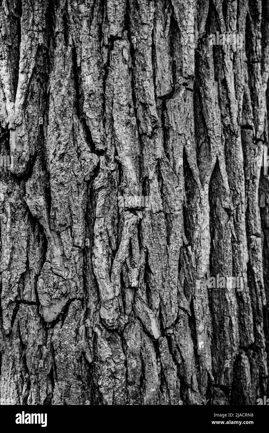Eine Schwarz-Weiß-Nahaufnahme eines Baumstamms kann als Hintergrund, Tapete, Textur, Muster oder abstrakte - Stock-Fotografie verwendet werden Stockfoto