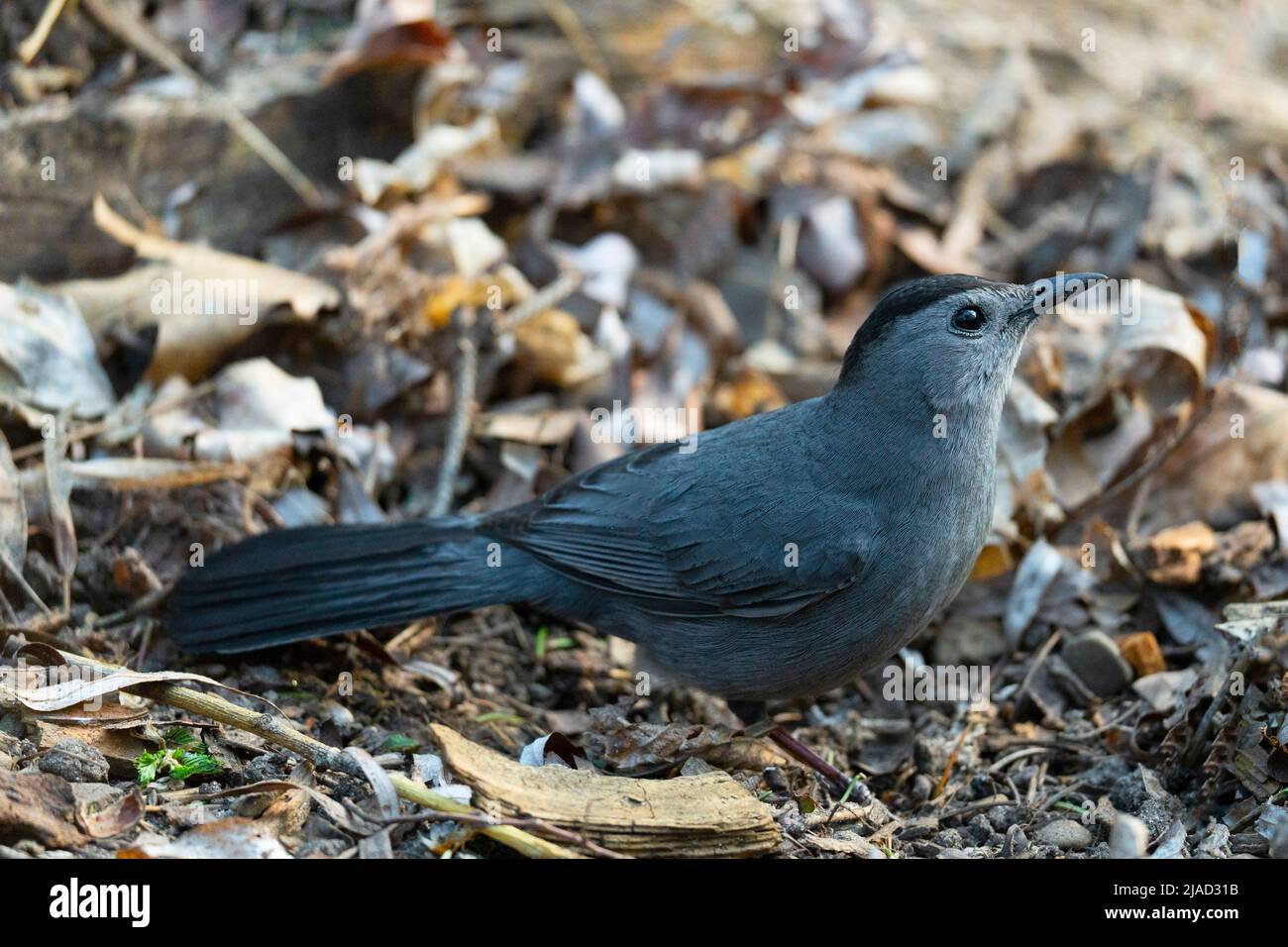 Grauer Catbird, grauer Catbird, (Dumetella carolinesis) Stockfoto