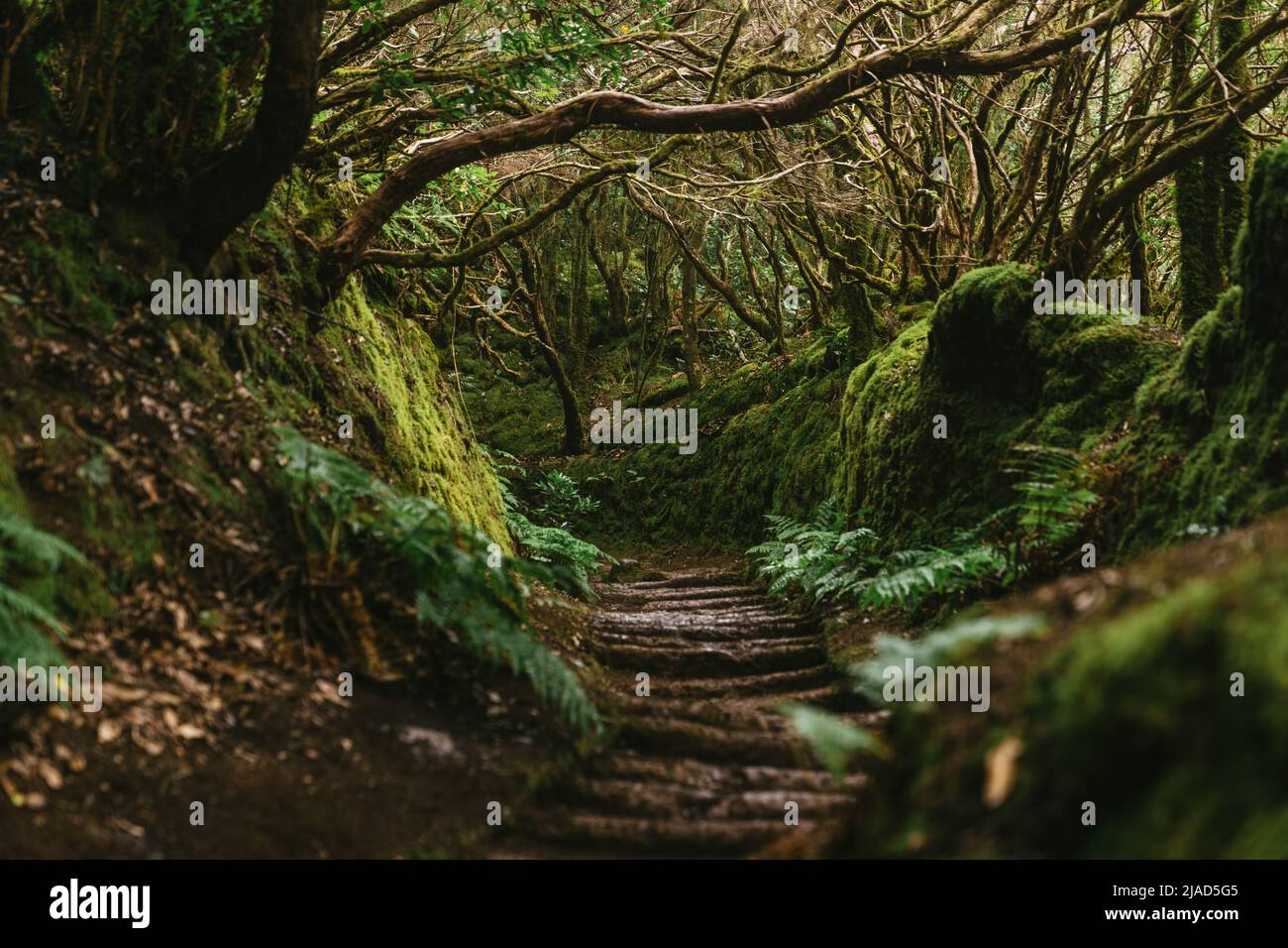Wanderweg durch Lorbeerwald, Anaga Rural Park, Teneriffa, Kanarische Inseln, Spanien Stockfoto