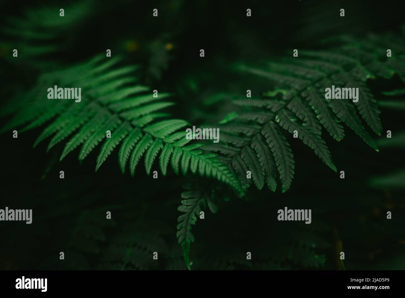 Nahaufnahme von Farnen, die im Lorbeerwald wachsen, Anaga Rural Park, Teneriffa, Kanarische Inseln, Spanien Stockfoto