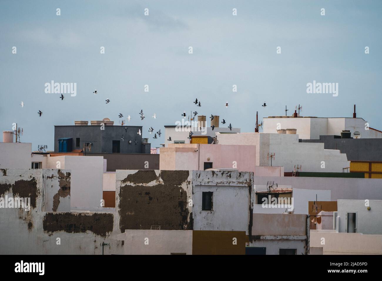 Vogelschar, der über La Caleta de Interian, Teneriffa, Kanarische Inseln, Spanien fliegt Stockfoto