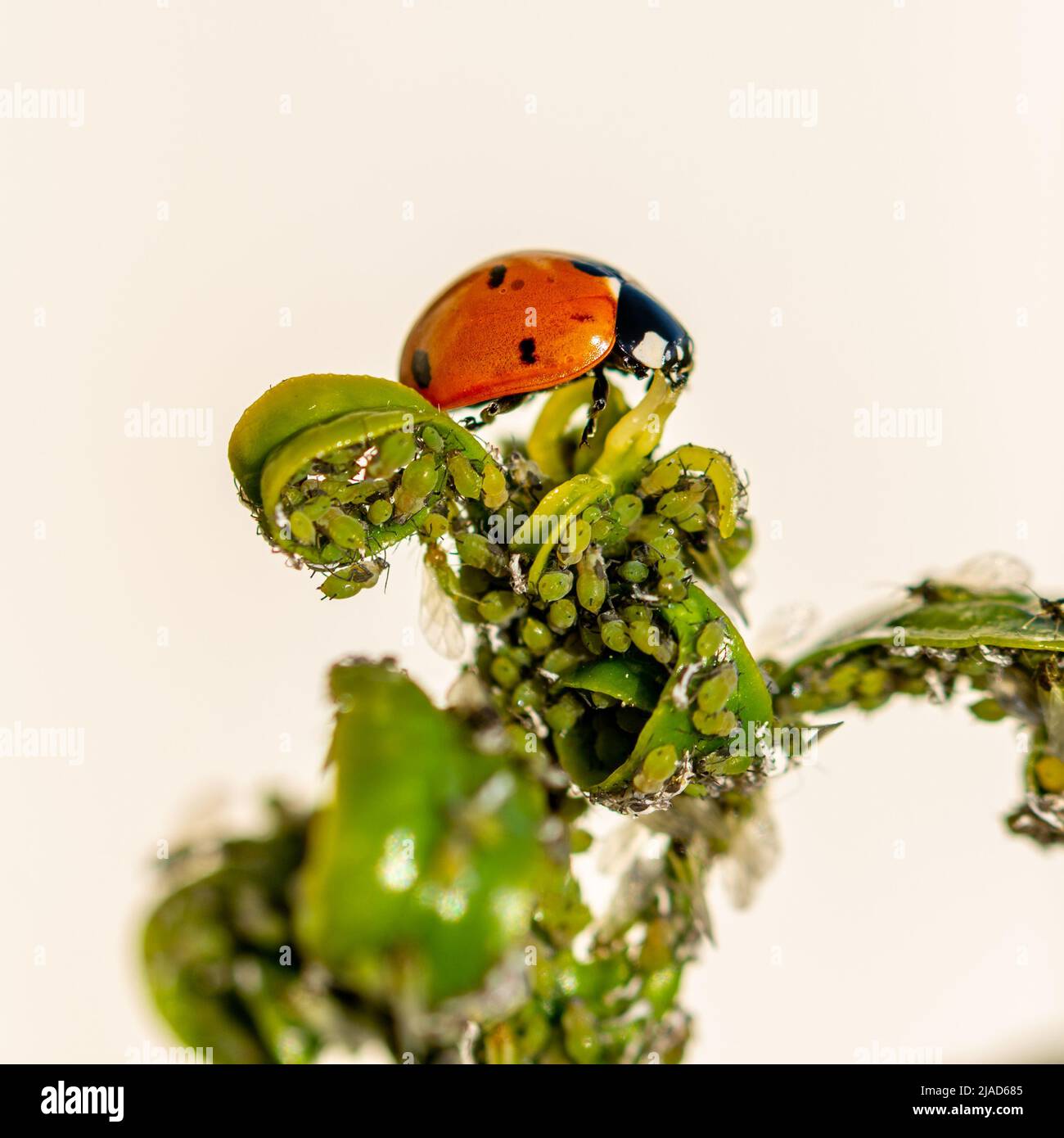 Natürliche Schädlingsbekämpfung: Detail eines Marienkäfer, der eine Blattlaus auf einem Baumblatt frisst Stockfoto