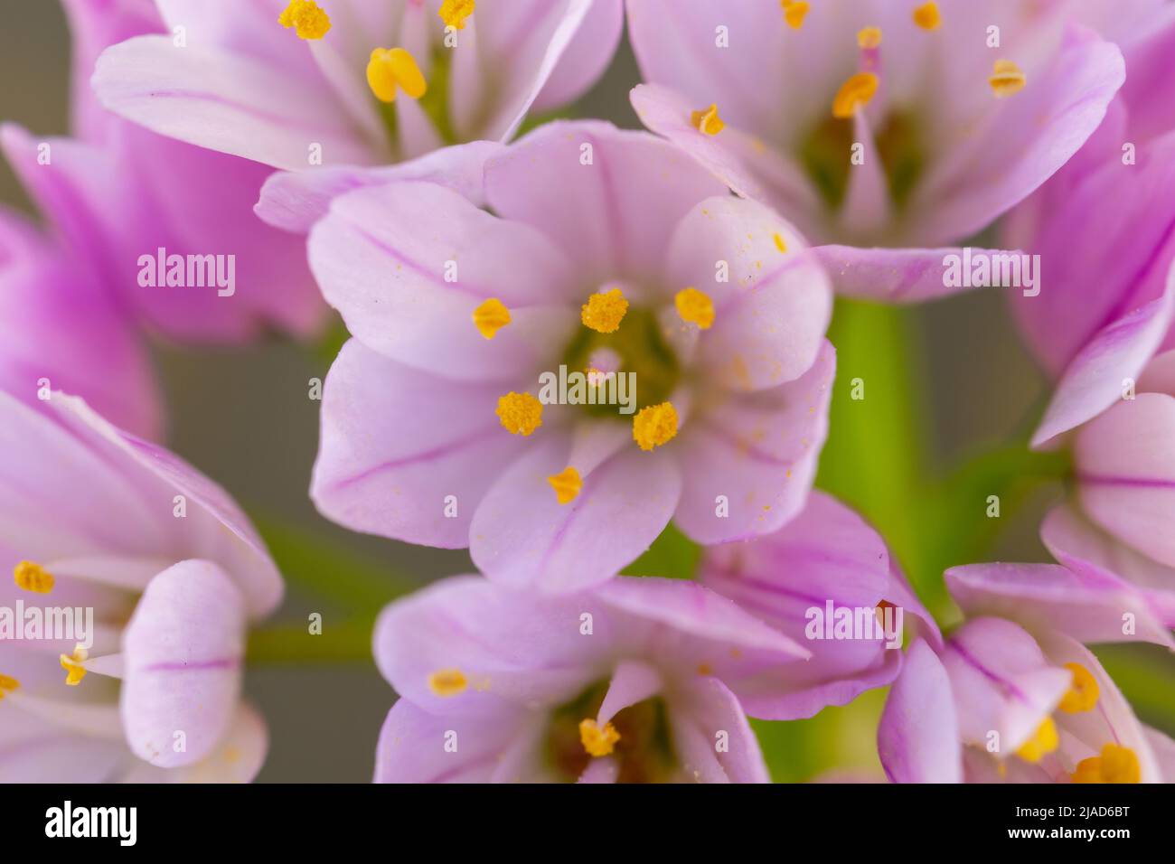 Detail von kleinen Bärlauch-Lauch-Blüten (Allium) mit sanften Farben und gelben Staubgefäßen Stockfoto