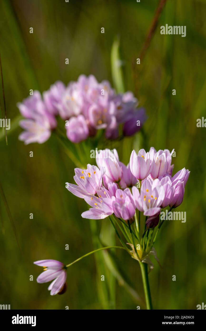 Rosafarbene Blüten der Gattung Allium auf dem Feld Stockfoto