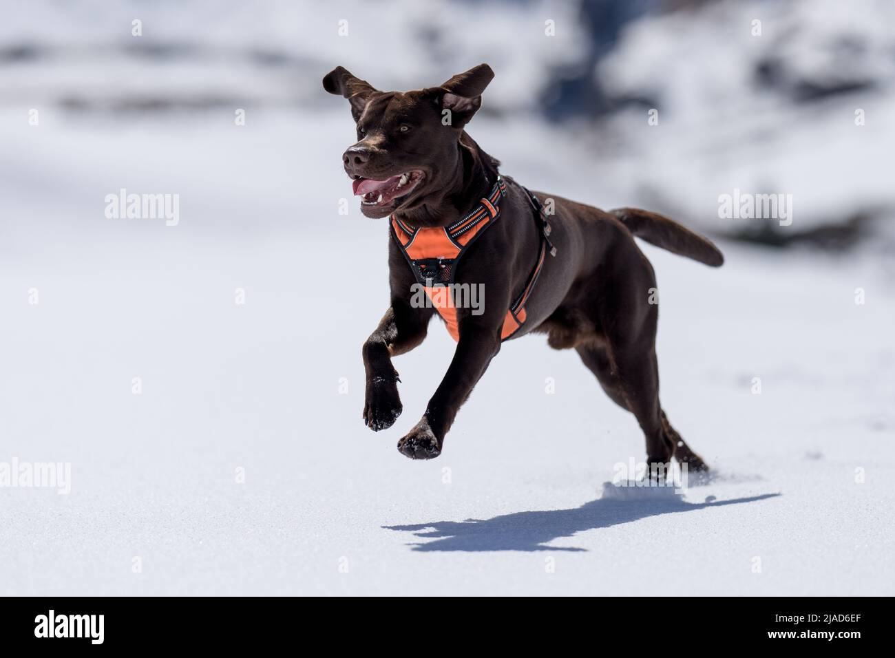 Schokoladenbrauner Labrador läuft im Schnee, Österreich Stockfoto