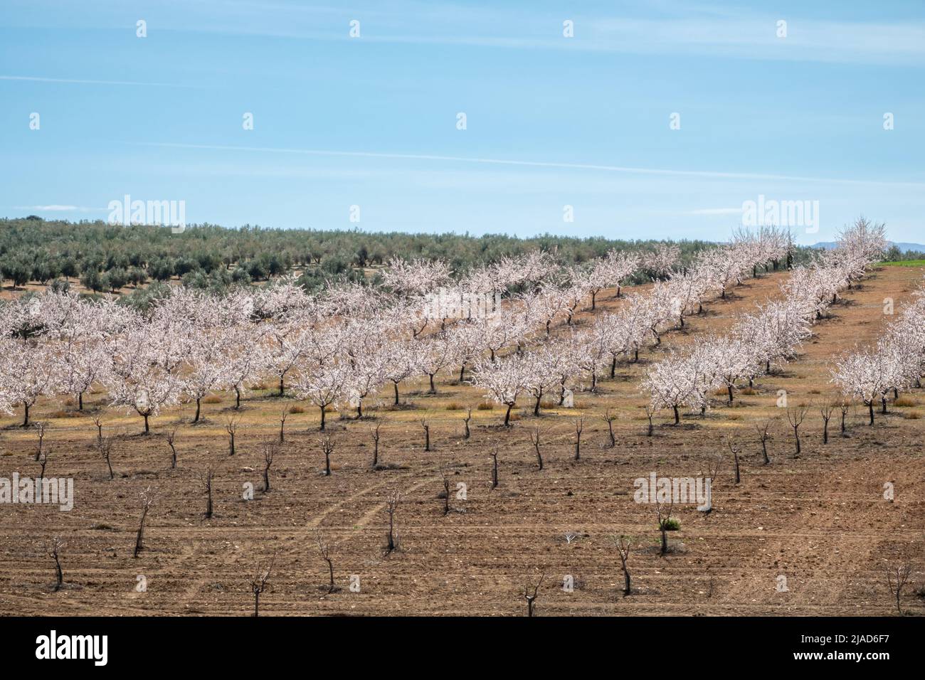 Feld von weißen blühenden Mandelbäumen zwischen Olivenplantagen und Getreide in Andalusien (Spanien) Stockfoto