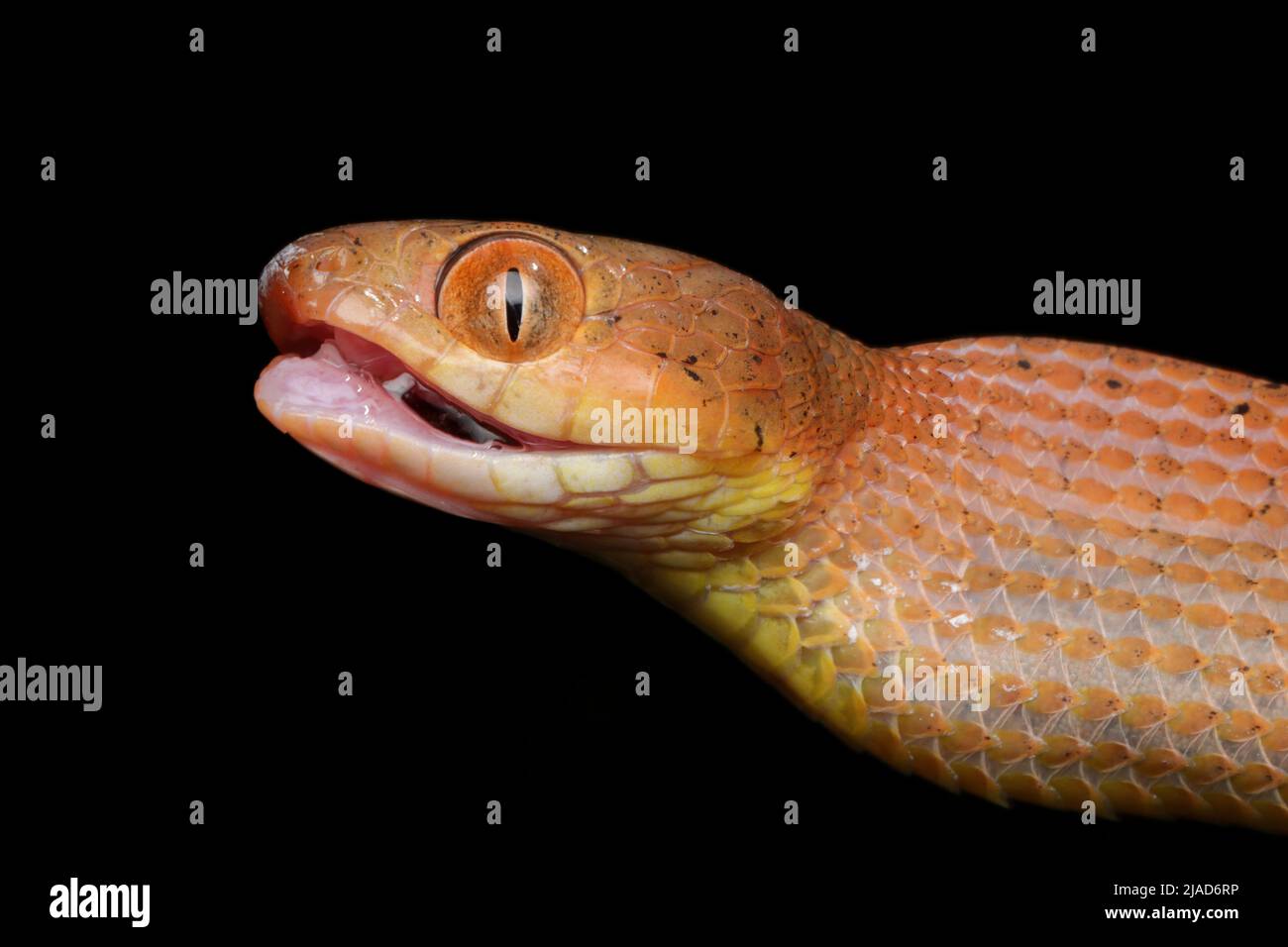 Nahaufnahme des Kopfes einer jungen roten Boiga-Schlange, Indonesien Stockfoto