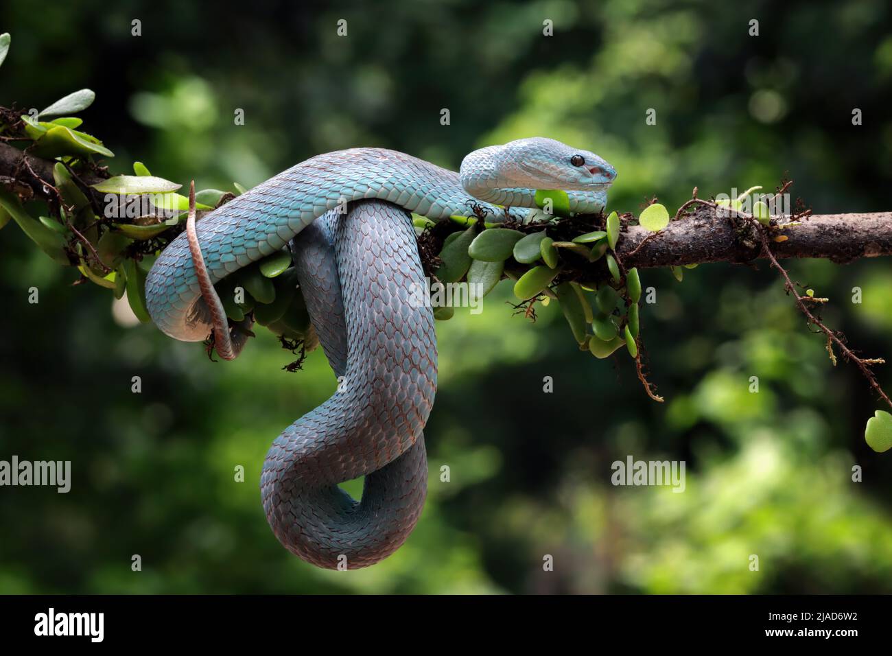 Blaue, weißlippige Insel-Pit-Viper-Schlange an einem Zweig, Indonesien Stockfoto