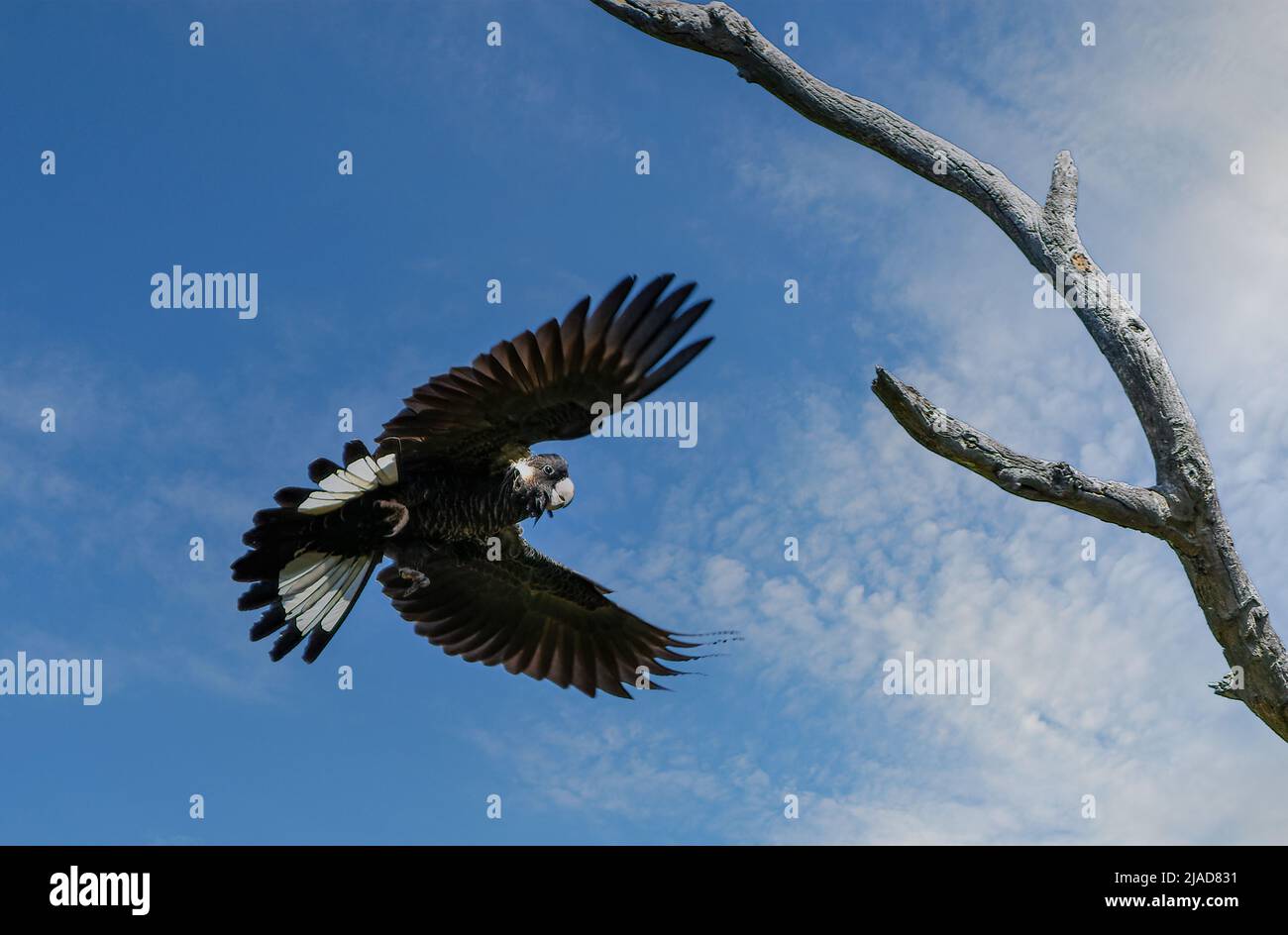 Der kurzschnabelige Schwarze Cockatoo (Calyptorhynchus latirostris) im Flug, Australien Stockfoto