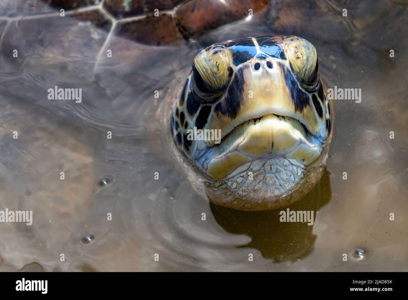 Nahaufnahme einer Grünen Meeresschildkröte (Chelonia mydas) im Ozean, der aus dem Wasser blickt, Indonesien Stockfoto