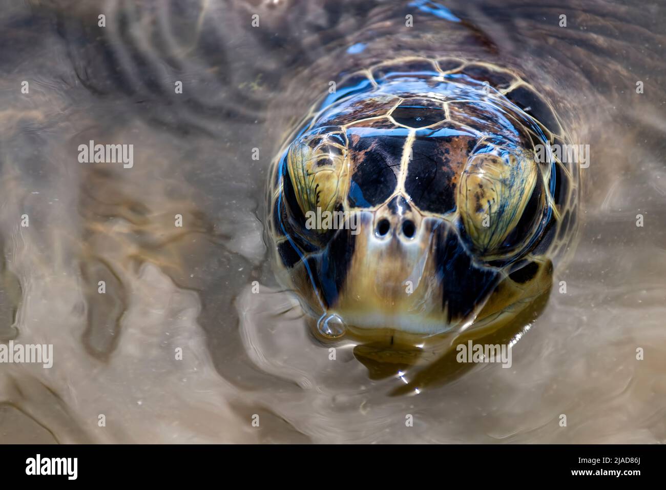Nahaufnahme einer Grünen Meeresschildkröte (Chelonia mydas) im Ozean, der aus dem Wasser blickt, Indonesien Stockfoto