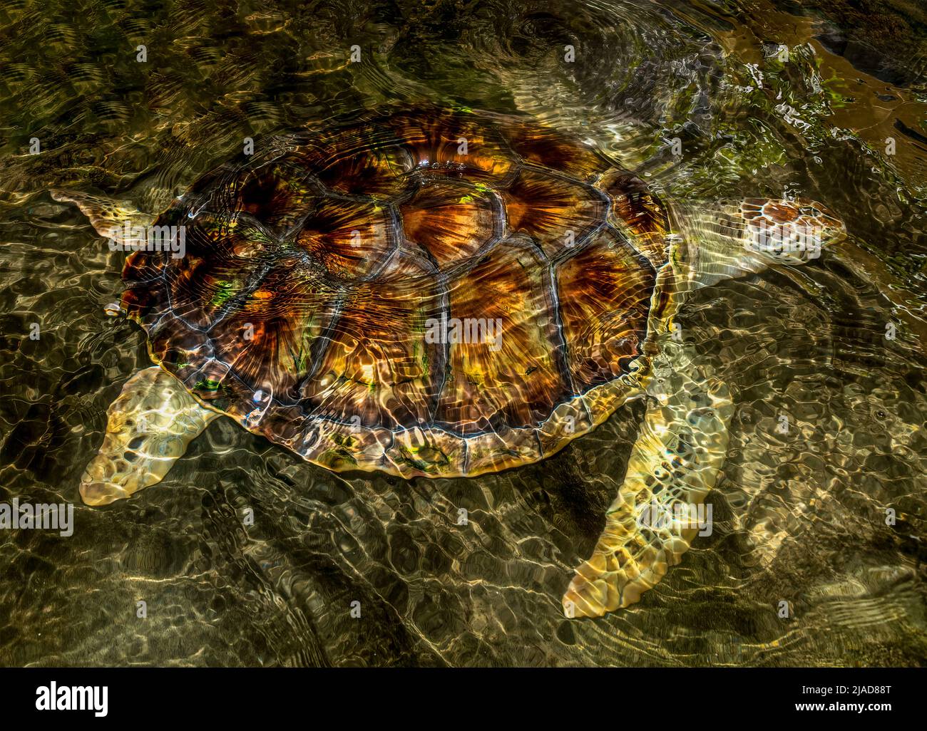 Nahaufnahme einer grünen Meeresschildkröte (Chelonia mydas), die in Ozeanscheren, Indonesien, schwimmt Stockfoto