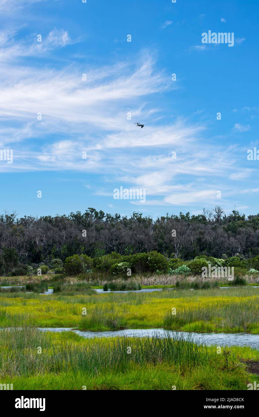Vogelflug über ländliche Feuchtgebiete, Yanchep National Park in der Nähe von Perth, Western Australia, Australien Stockfoto