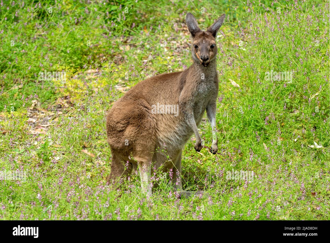 Porträt eines westlichen Grauen Kängurus (Macropus fuliginosus), Western Australia, Australien Stockfoto