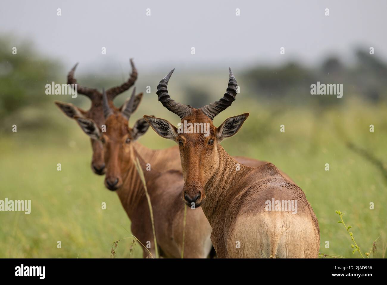 Koks-Hartebeest, Serengeti Stockfoto