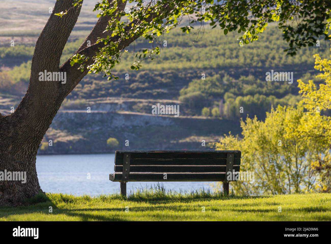 Park Bench im Sommersonnenlicht mit Blick auf den Columbia River im Bridgeport State Park Stockfoto