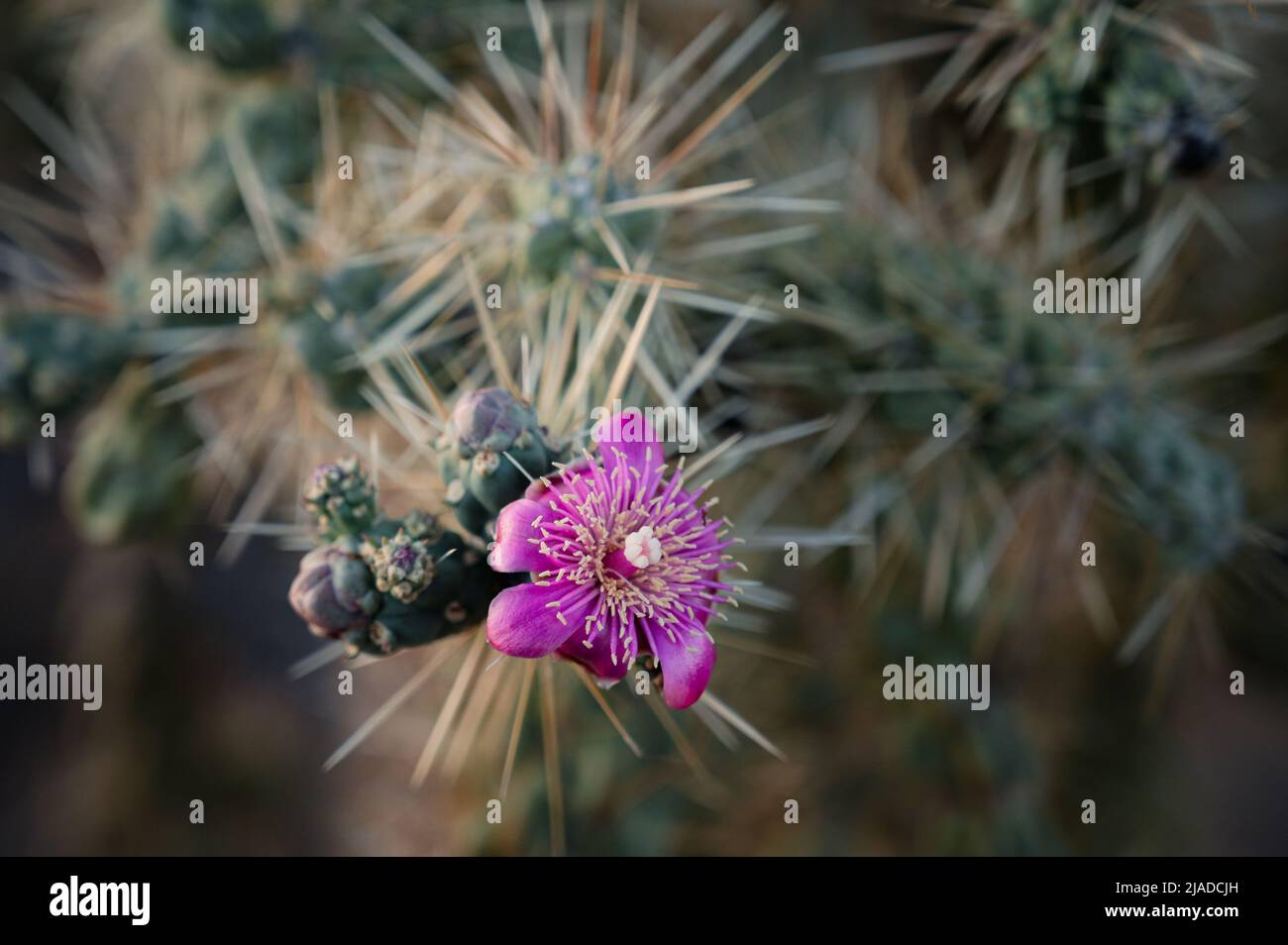 Leuchtend rosa Blume auf Cholla Kaktus Stockfoto