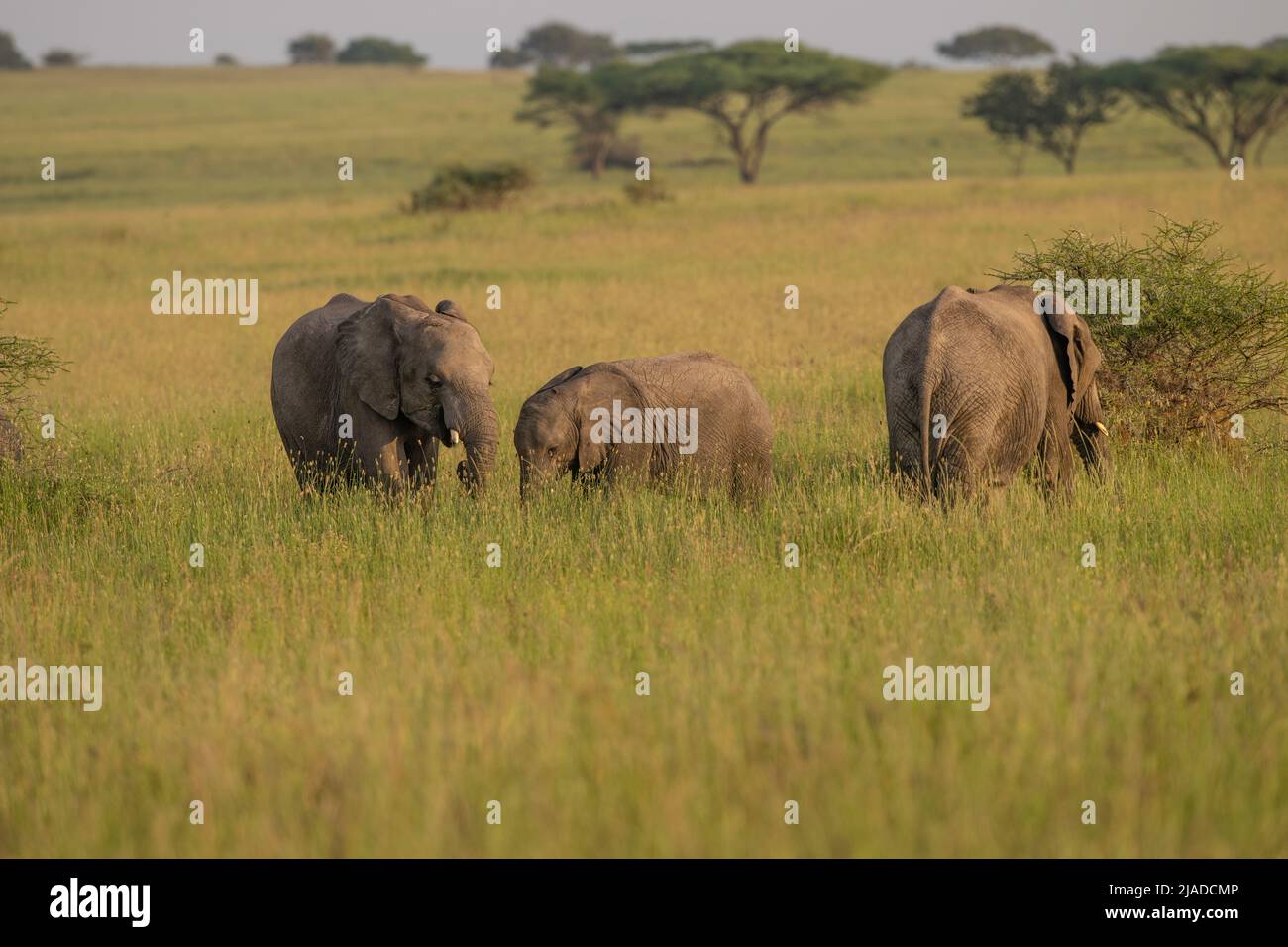 Serengeti Nationalpark Elefanten Stockfoto
