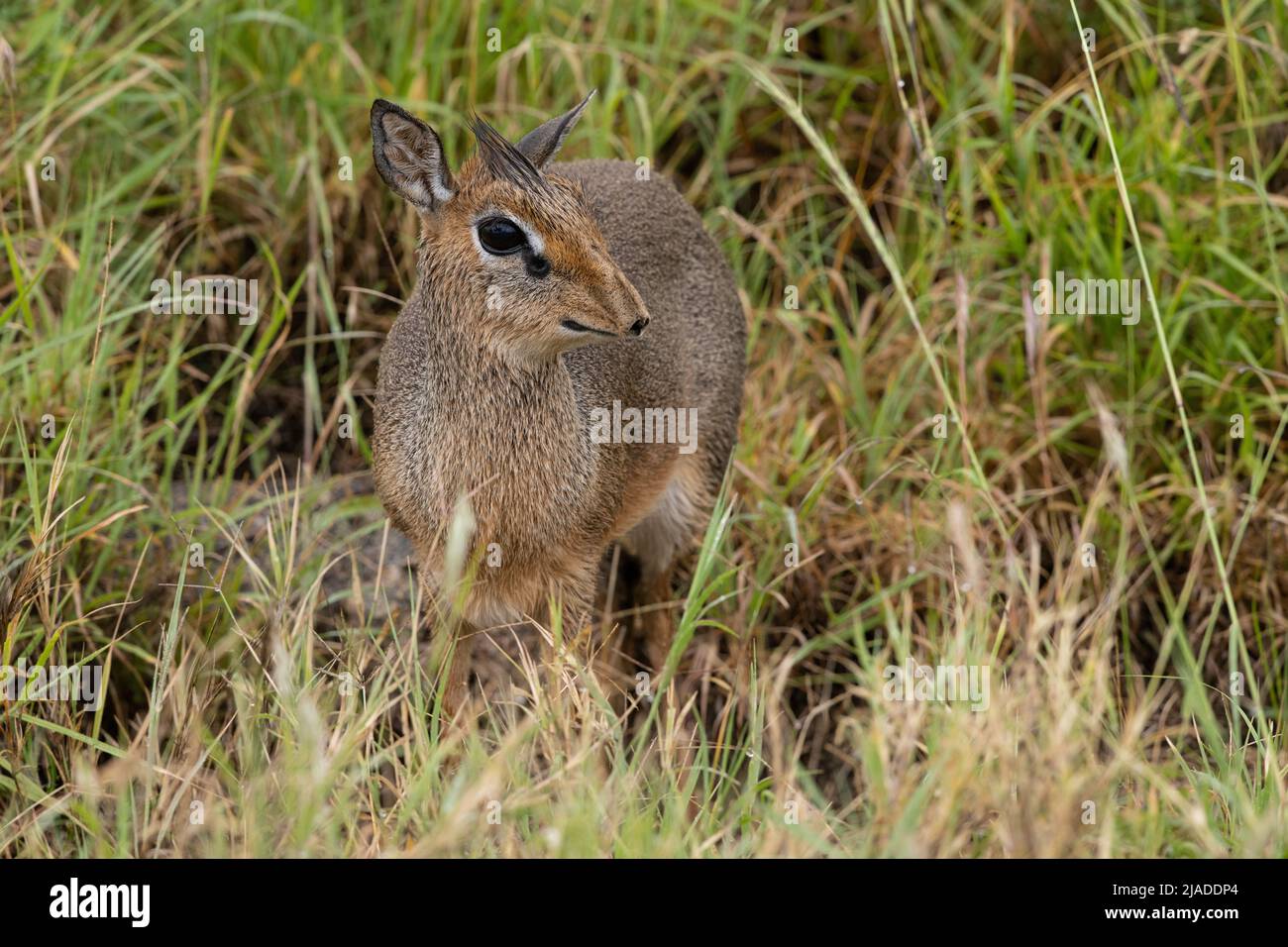 DIK dik, Serengeti-Nationalpark Stockfoto