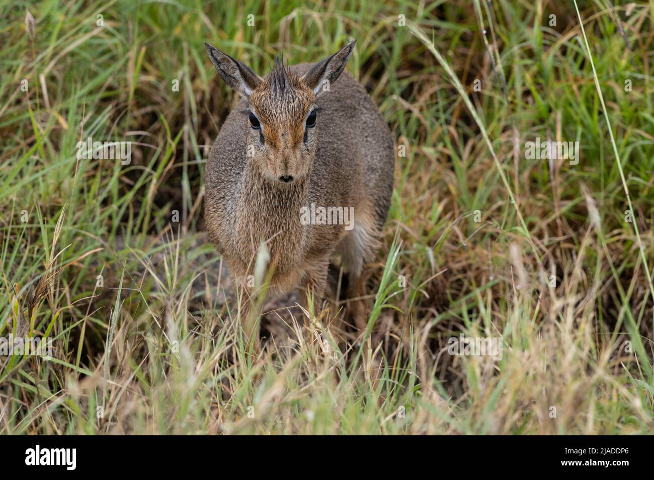 DIK dik, Serengeti-Nationalpark Stockfoto