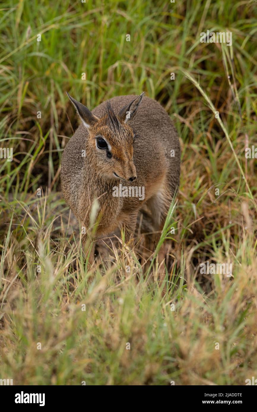 DIK dik, Serengeti-Nationalpark Stockfoto
