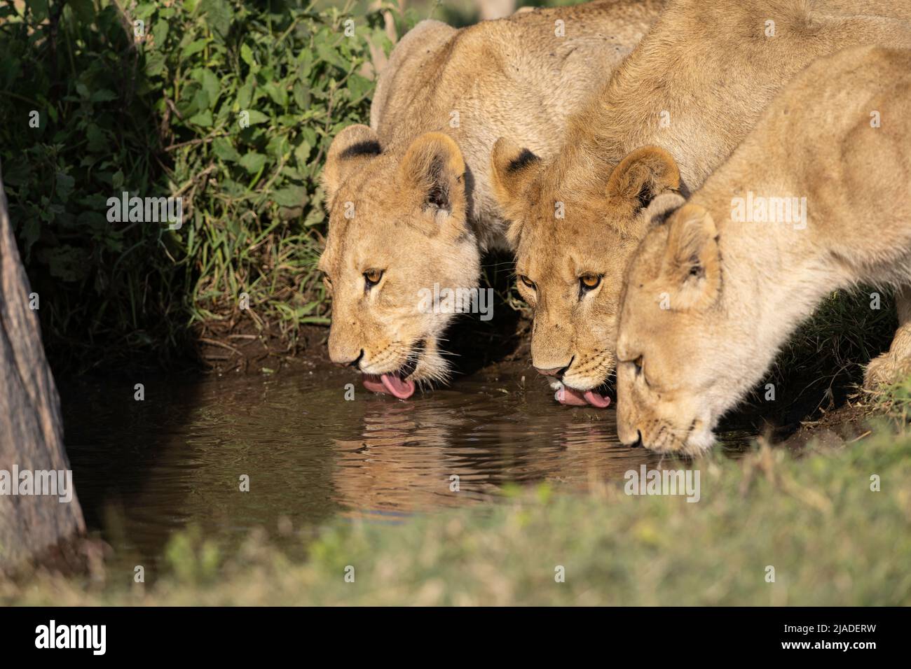 Löwen Trinkwasser, Serengeti Nationalpark Stockfoto