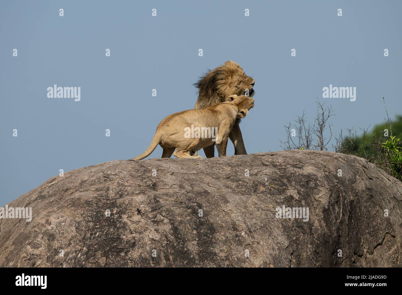 Löwenzucht, Serengeti-Nationalpark Stockfoto