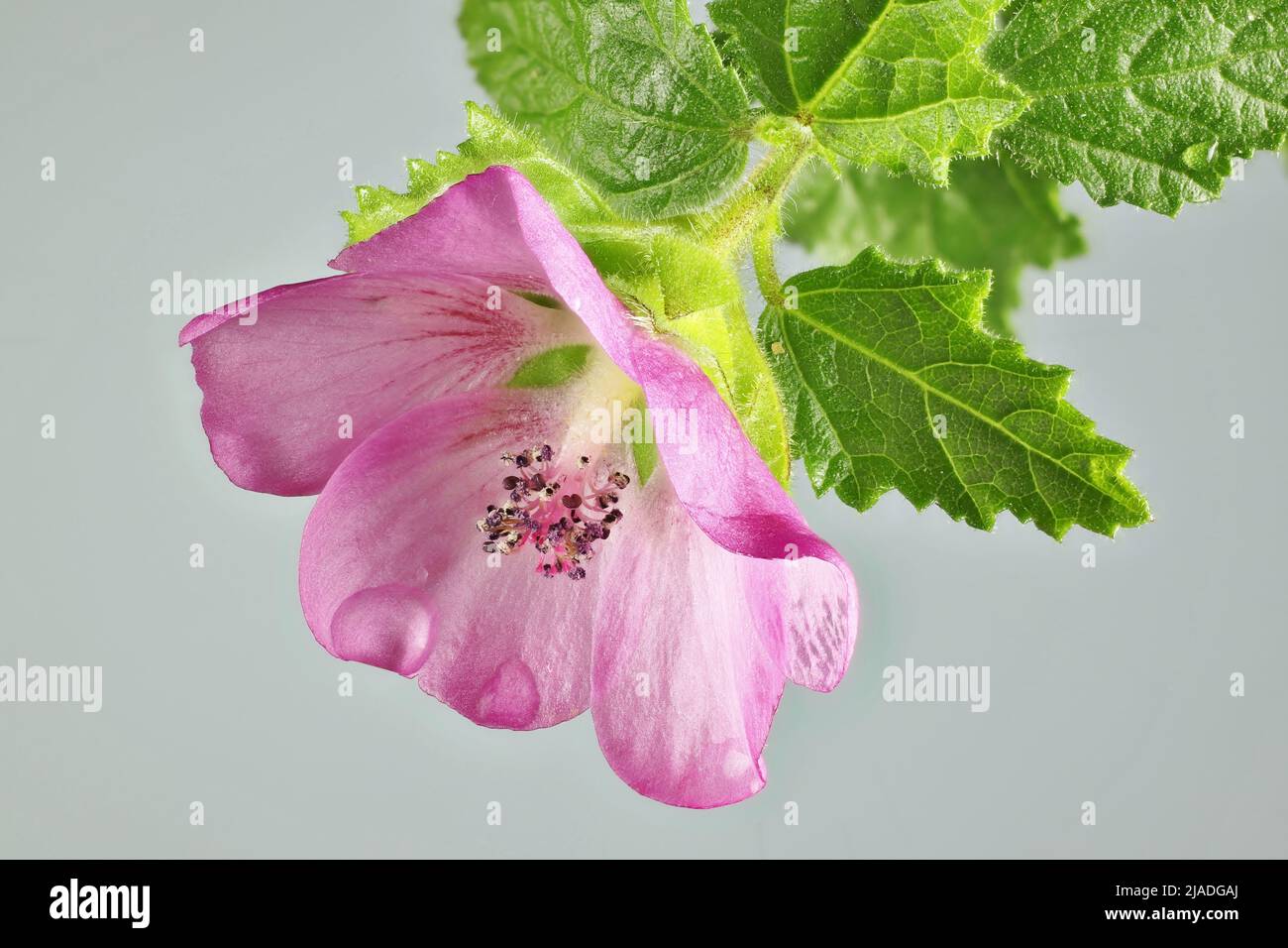 Isolierter Stamm aus Papierblüten (Thomasia Petalokalyx) und Laub. Australische Pflanze. Stockfoto