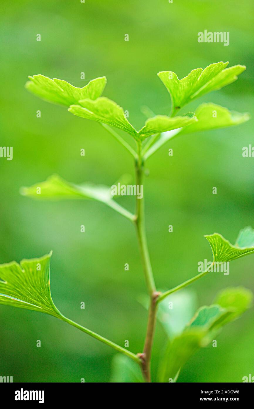 Ginkgo biloba Blatt auf grünem verschwommenem Hintergrund.Ginkgo biloba Pflanze im Sommergarten.Alternative Medizin und Homöopathie.Grüne Apotheke.Ginko grün Stockfoto