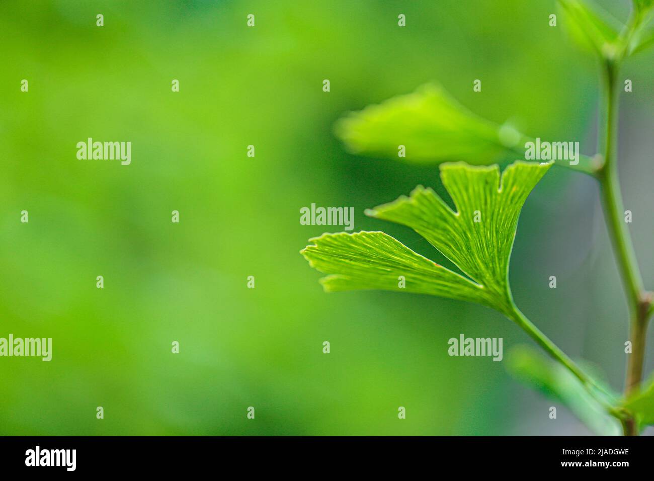 Ginkgo biloba Pflanze im Sommer grünen Garten.Alternative Medizin und Homöopathie.Grüne Apotheke.Ginko grün Nahaufnahme. Heilpflanzen Stockfoto