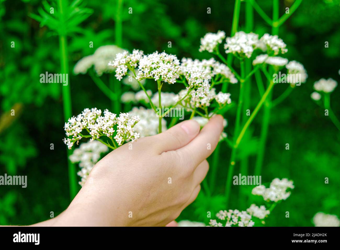 Frauenhände sammeln Baldrian. Hand berührt Baldrian Blumen im Sommergarten .Heilkräuter. Blumen von Baldrian officinalis Stockfoto