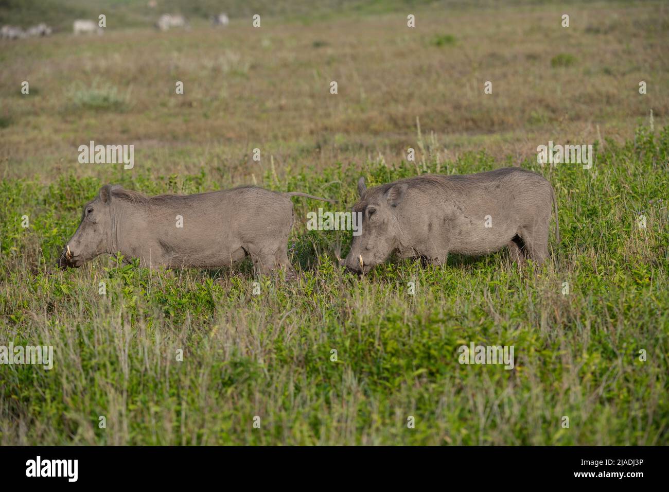 Warzenschweine, Tansania Stockfoto