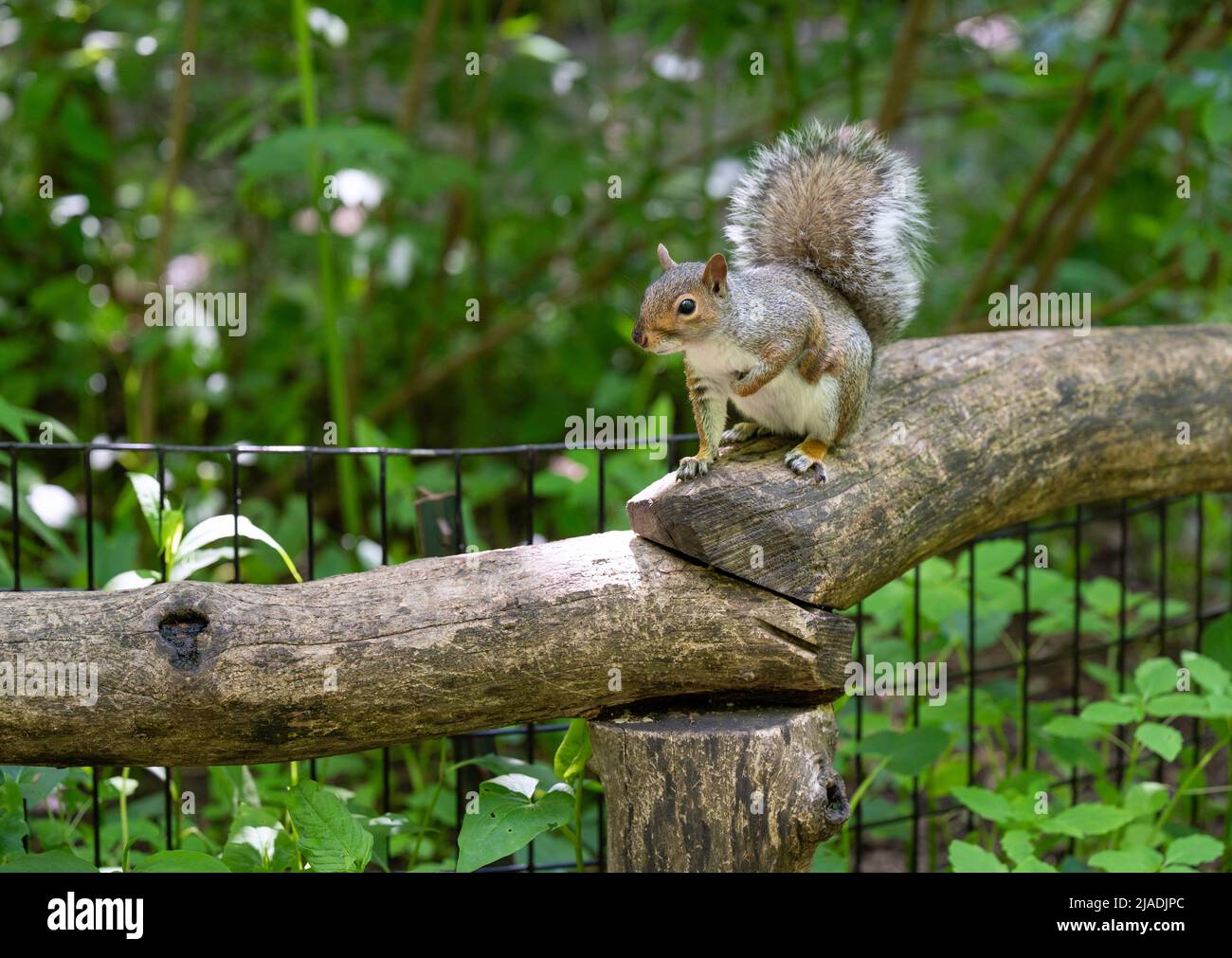 Eastern Grey Squirrel in den North Woods des Central Park, New York City Stockfoto