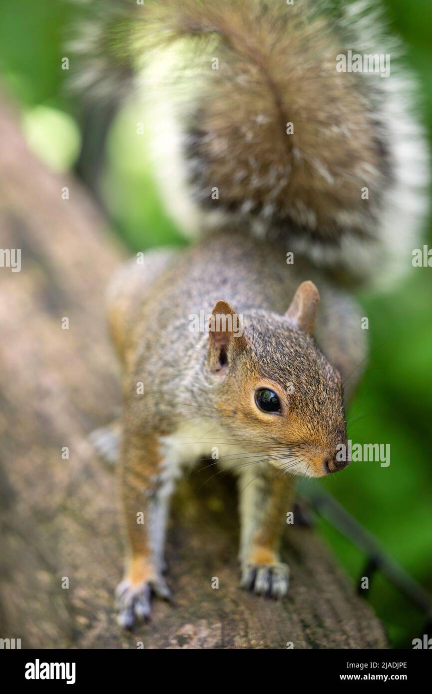 Eastern Grey Squirrel in den North Woods des Central Park, New York City Stockfoto