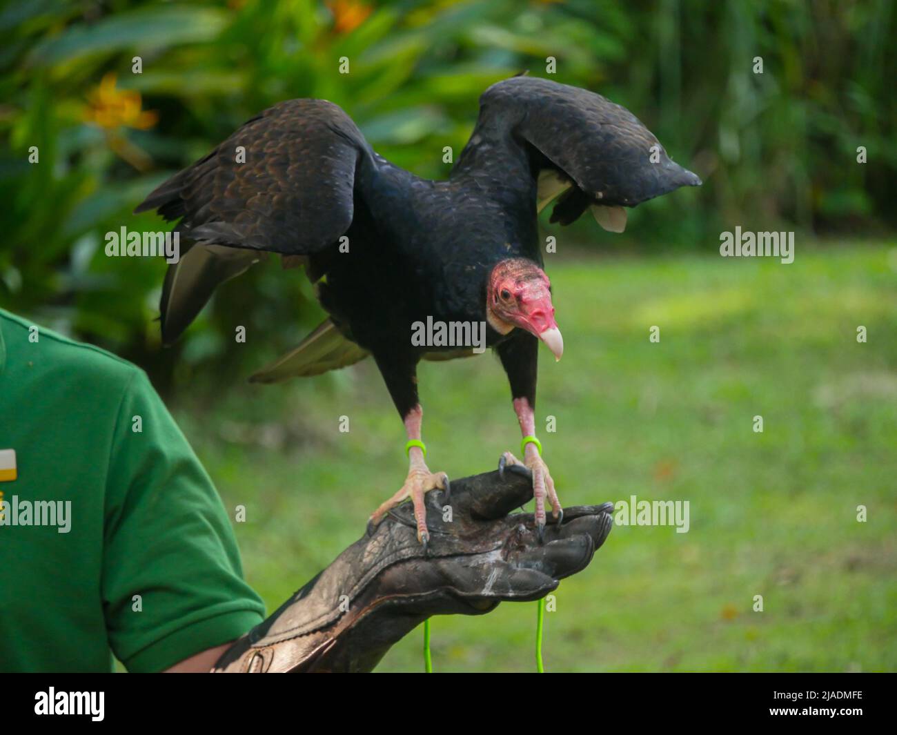 Geier im Park, rosa Schnabel, schwarzer Körper, Flügel offen Stockfoto