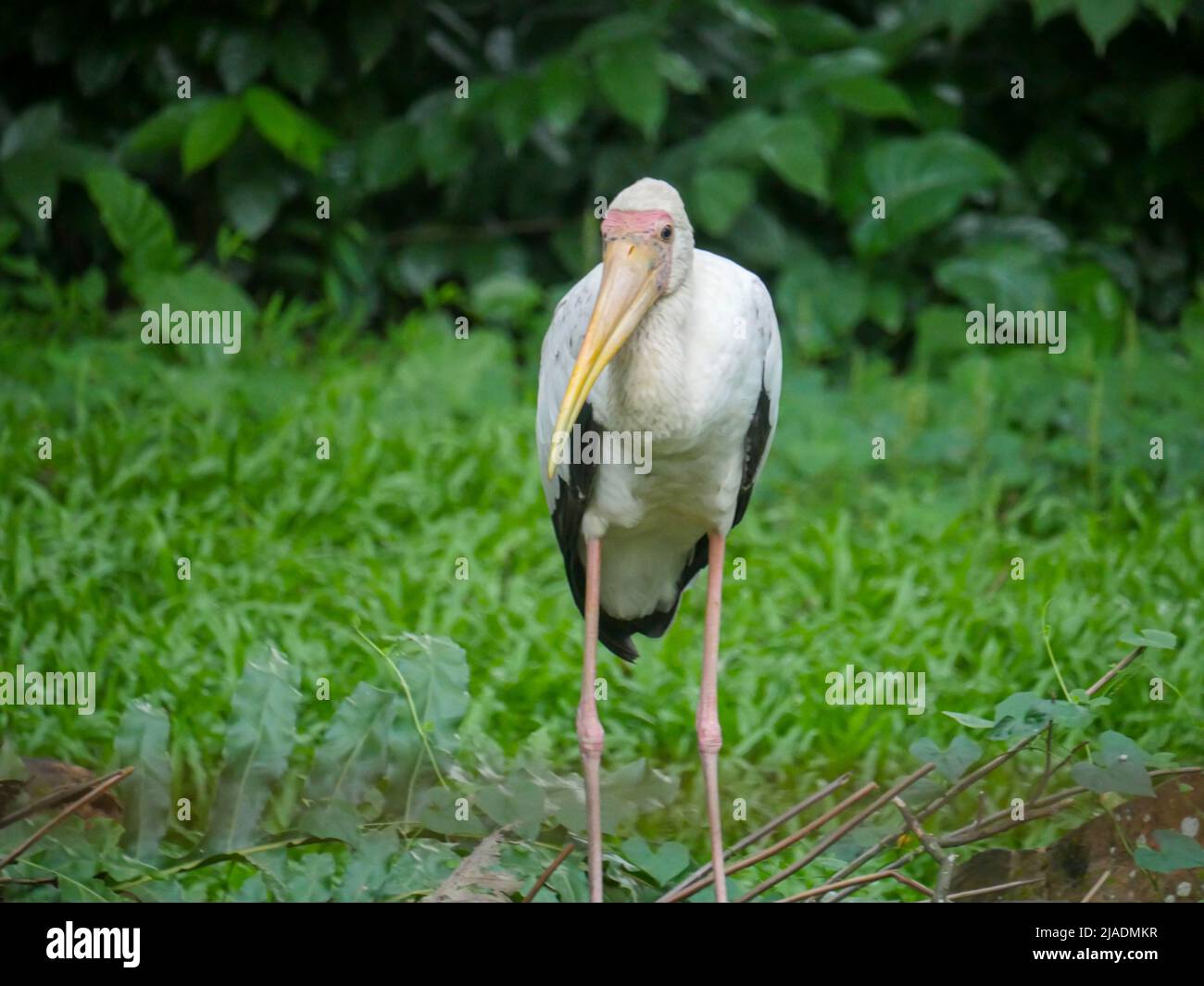 Der amerikanische Weißibis-Vogel (Eudocimus albus) ist eine Vogelart der ibis-Familie, die im Park unterwegs ist Stockfoto