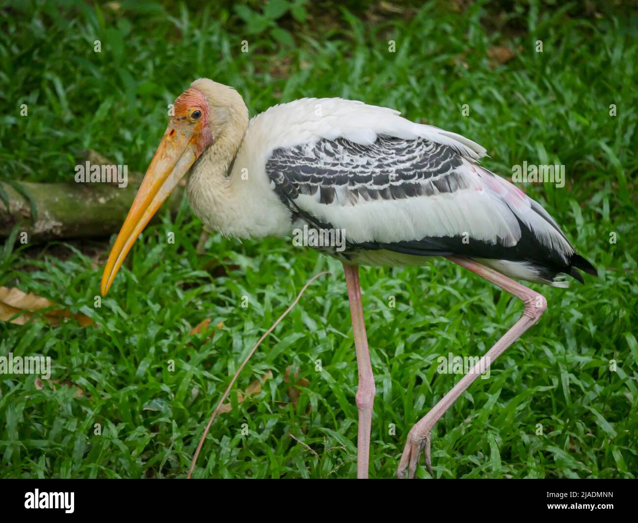 Der amerikanische Weißibis-Vogel (Eudocimus albus) ist eine Vogelart der ibis-Familie, die im Park unterwegs ist Stockfoto