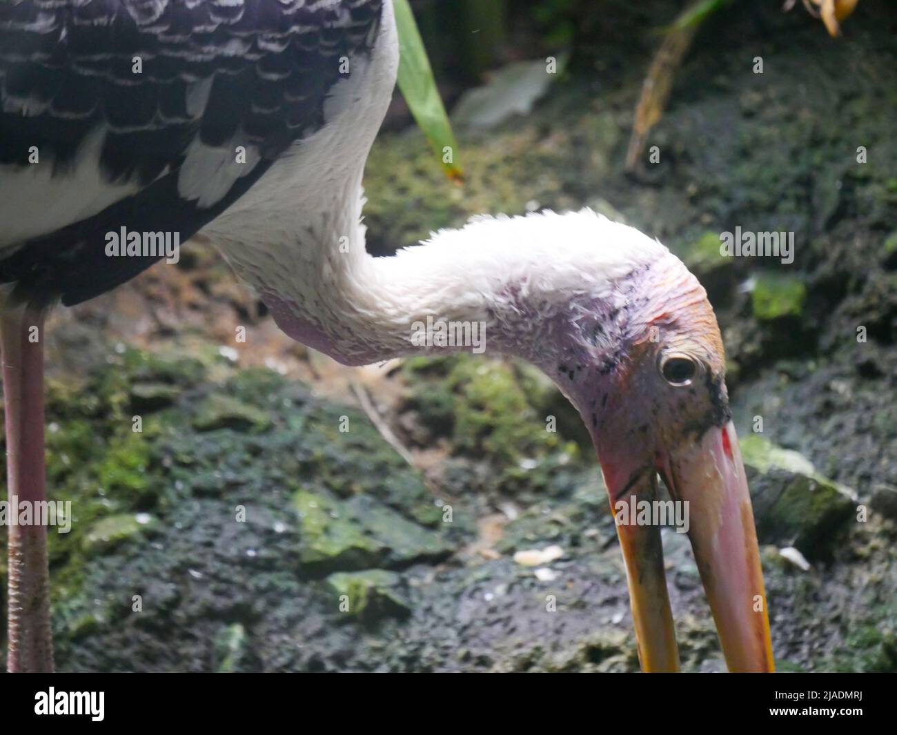 Der amerikanische Weißibis-Vogel (Eudocimus albus) ist eine Vogelart der ibis-Familie, die im Park unterwegs ist Stockfoto