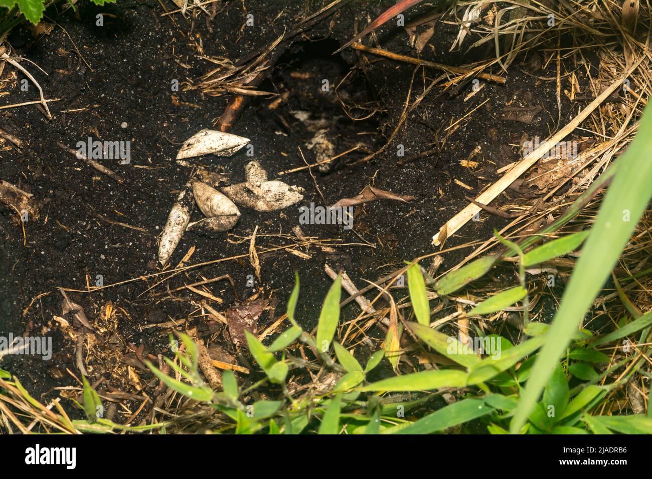 Überreste eines überfielen Schildkrötennests Stockfoto