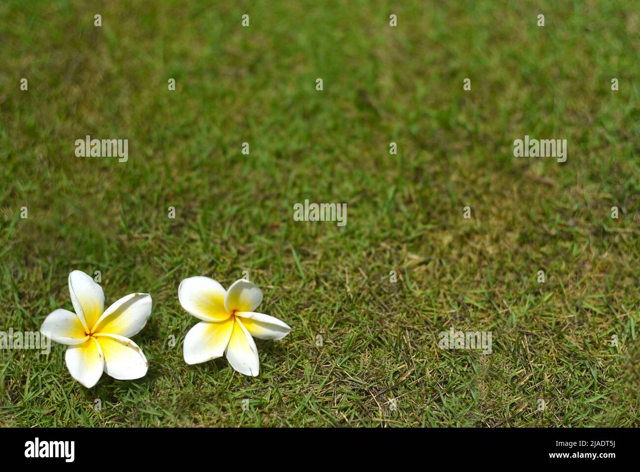 Zwei Blüten von weißen Plumeria Nahaufnahme Hintergrund Stockfoto