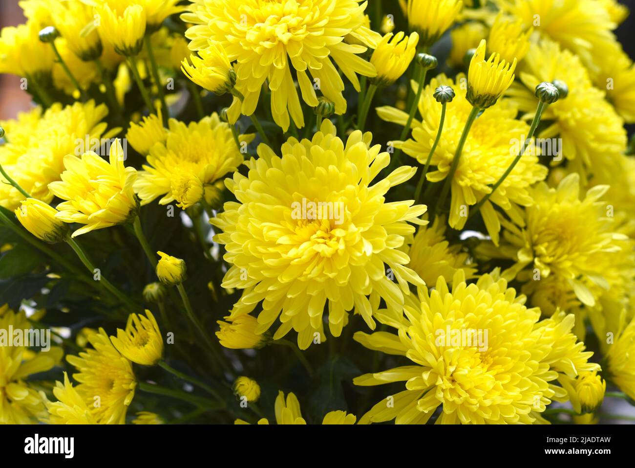Viele gelbe Chrysanthemen aus Da Lat Vietnam. Lokaler Markt Stockfoto