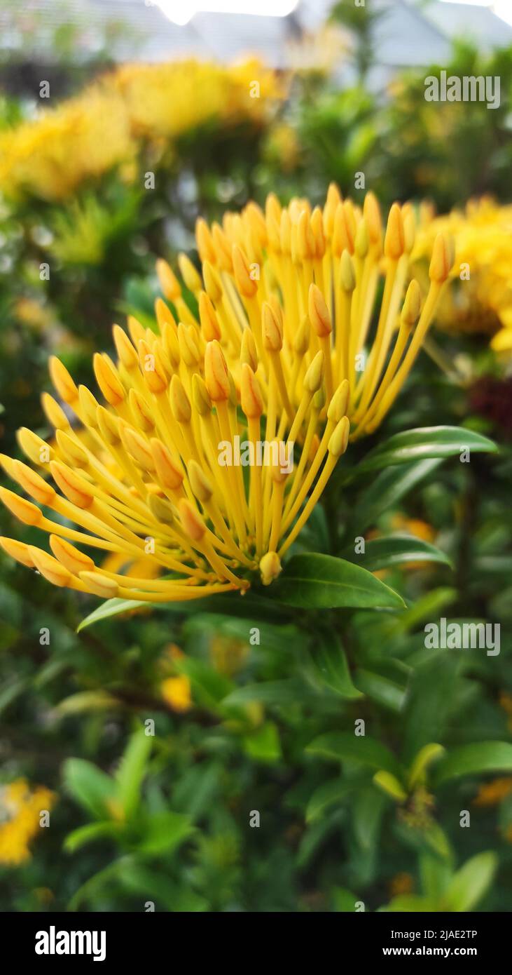 Bekannt als Soka Flower und erhielt den Spitznamen West Indian Jasmine, die sehr gut unter Blumen Zierpflanzen Fans bekannt ist Stockfoto